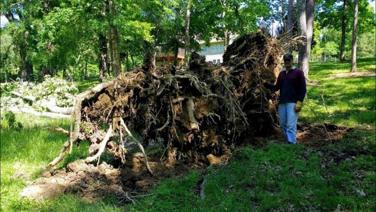 How to Get Rid of a Huge Crater and Stump from an Overturned Tree?